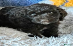 Cockapoo dogs for sale: Stunning f1 cockapoo puppys  - Image 14
