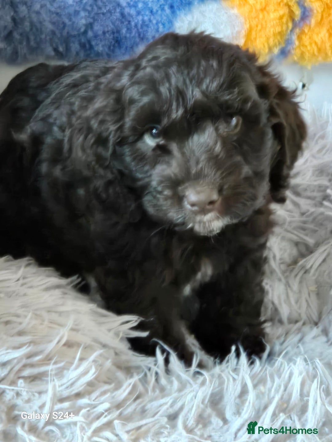 Cockapoo dogs for sale: Stunning f1 cockapoo puppys  - Image 14