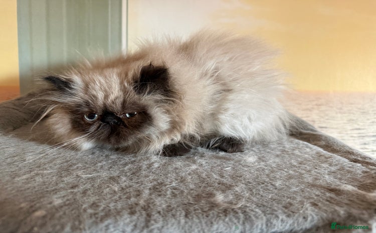 Persian cats Persians blue eyes  - Advert 8