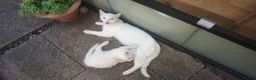 Siberian cats for sale: 1 van/siberian kitten for sale - Advert 15