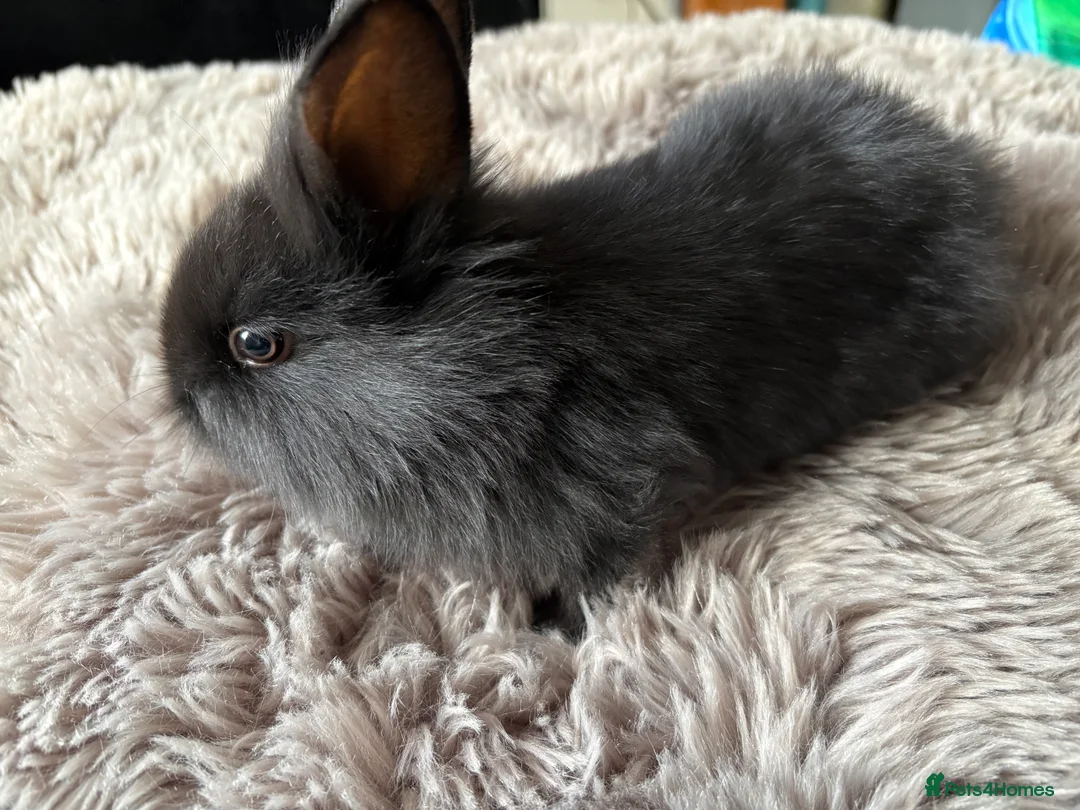 Lionhead rabbits for sale: 6 baby bunnies for sale - Advert 1