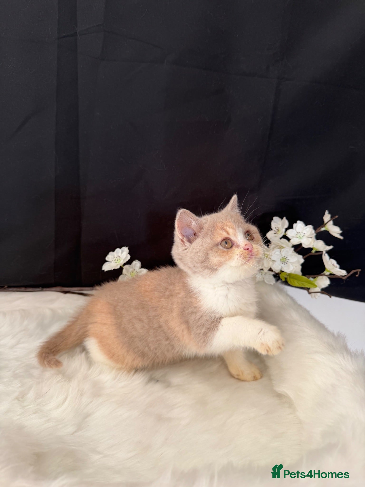 British Shorthair cats READY NOW  - Full Pedigree Registered BSH  - Advert 8