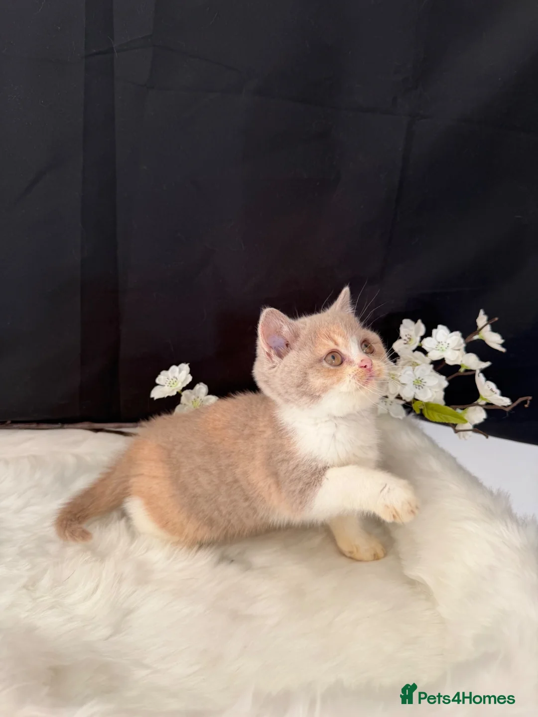 British Shorthair cats for sale: READY NOW  - Full Pedigree Registered BSH  - Advert 1