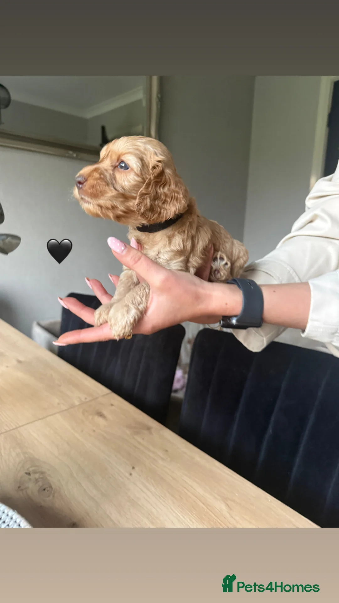 Cockapoo dogs for sale: F2 Cockapoo Puppies- Looking for Forever Homes! 🐾 in Manchester - Advert 24