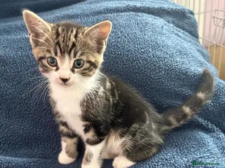 Domestic Shorthair cats 5 beautiful kittens - Advert 6