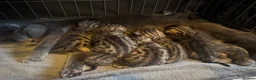Bengal cats for sale: Stunning beautiful natured bengal cross kittens - Advert 13