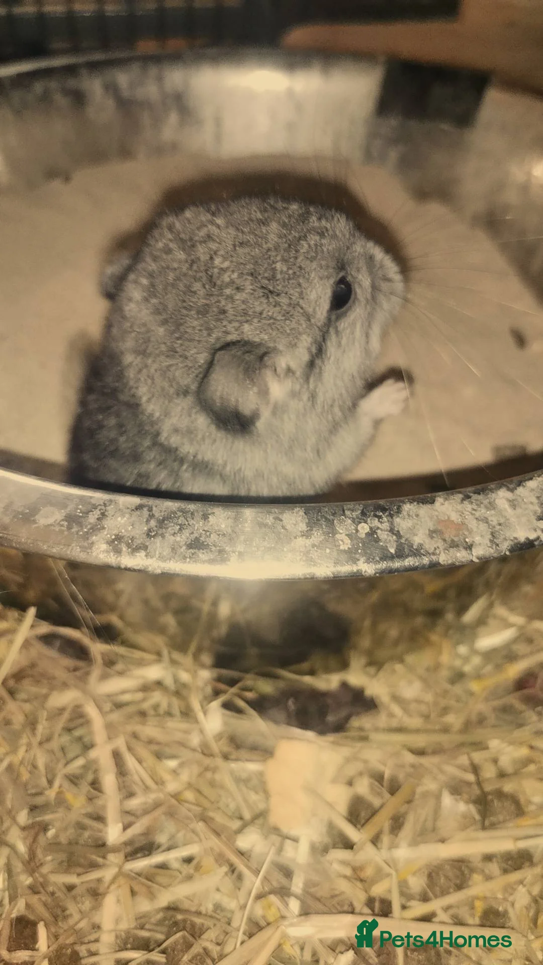 Chinchilla rodents for sale: Adorable Chinchilla Kits – Loving Homes Only - Advert 6