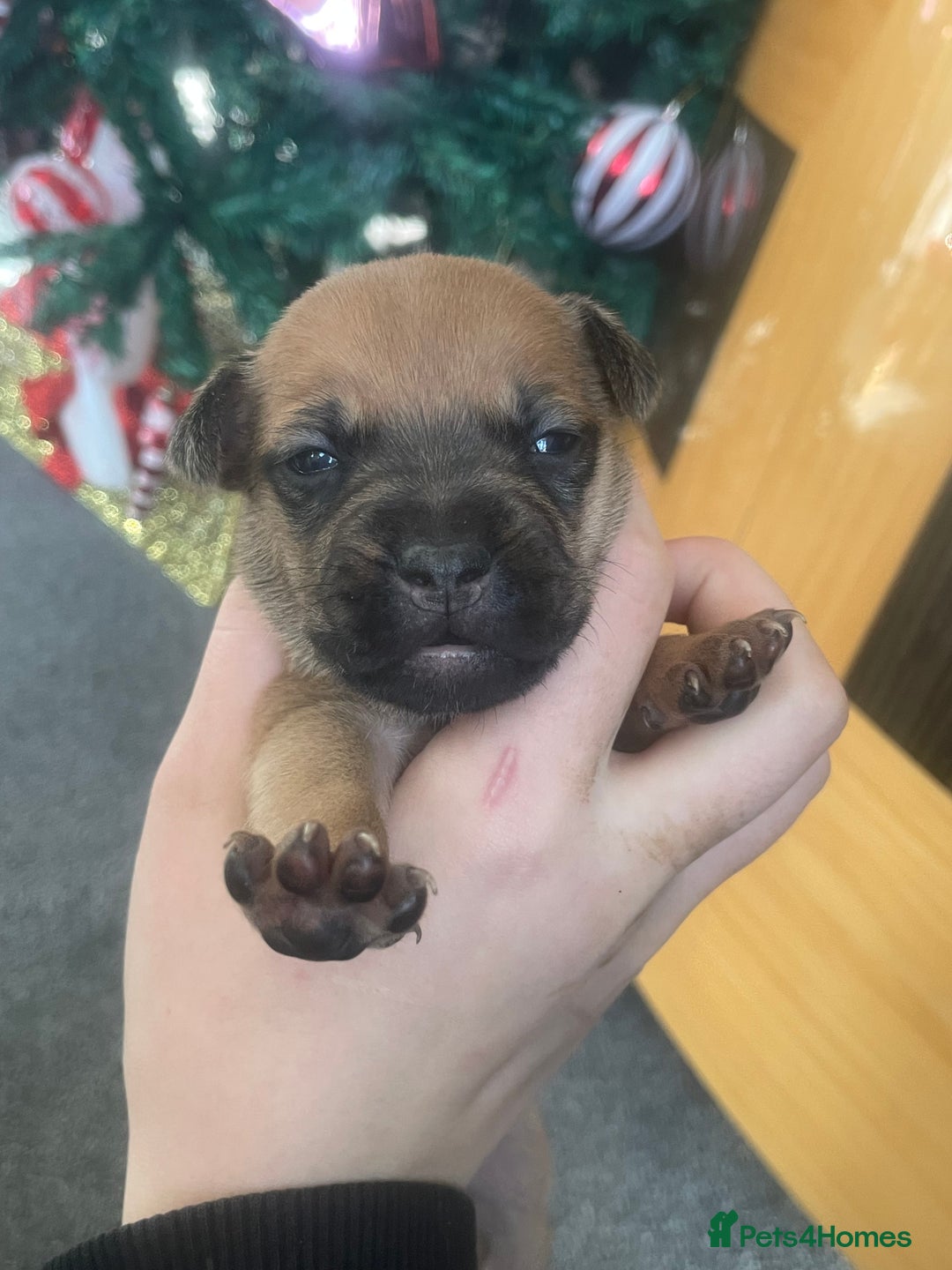 Mixed Breed dogs for sale: Bodeguero Andaluz x French Bulldog Puppies  - Advert 25