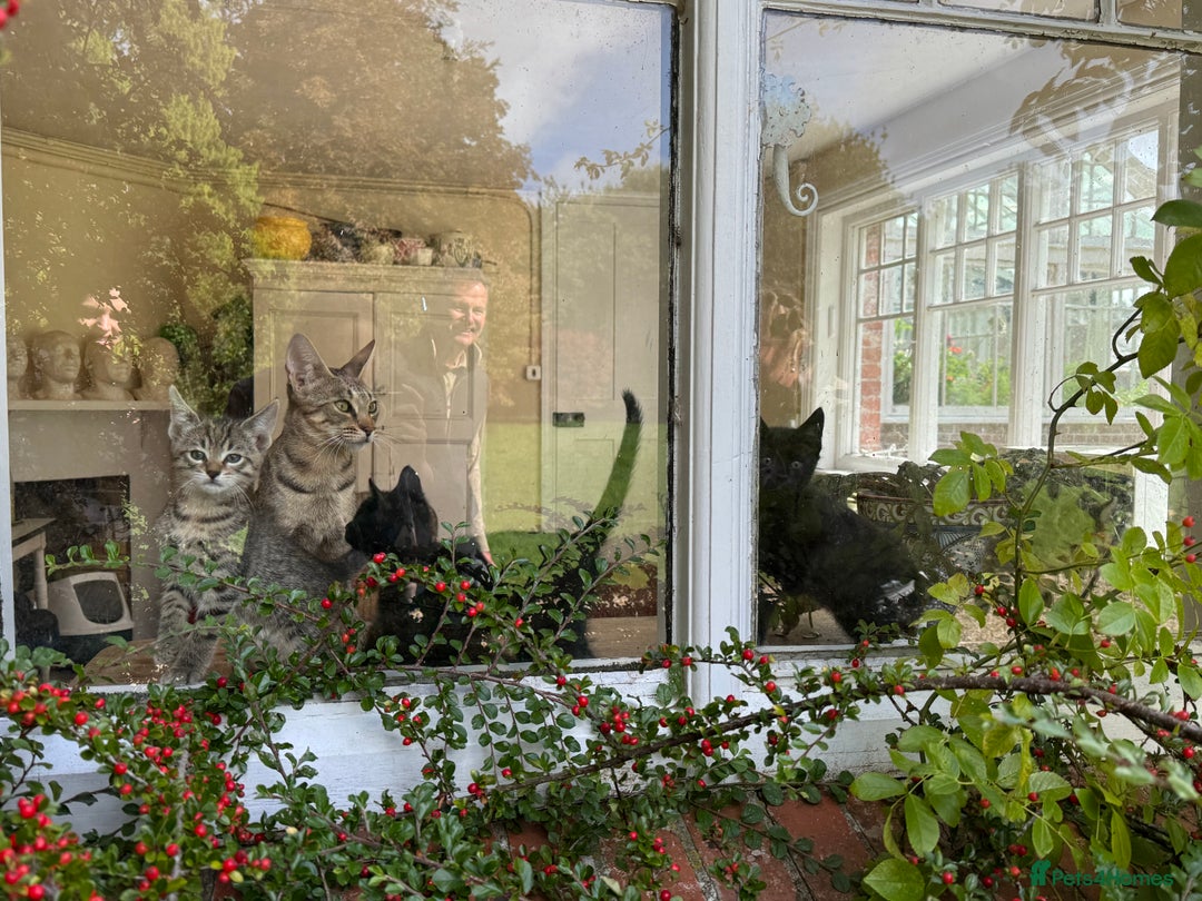 Savannah cats for sale: Savannah x Dorset Lad  - Image 10