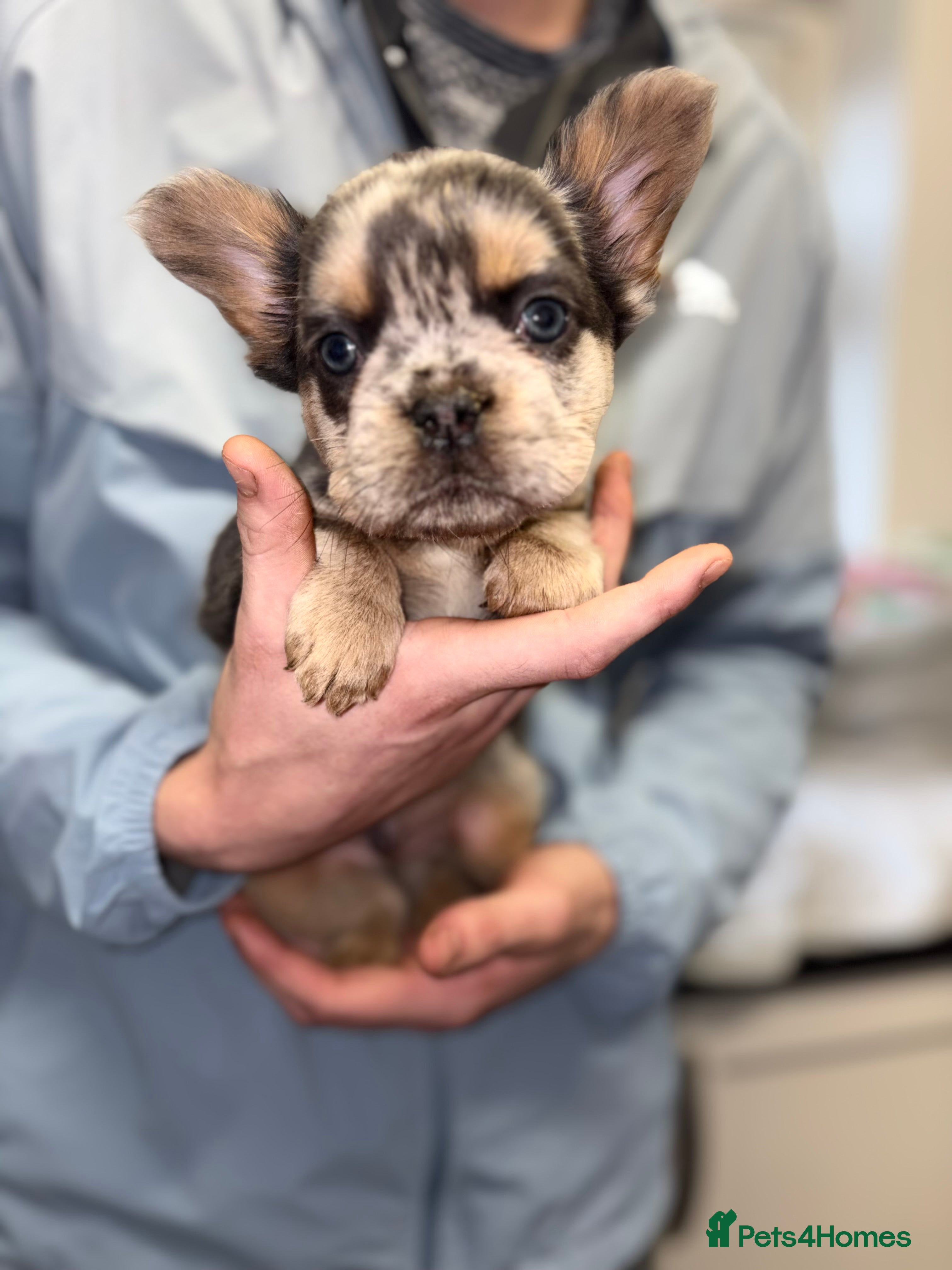 French Bulldog dogs Reduced 💯Quality 🇫🇷Fluffy french bulldog 🐶💙 - Advert 6