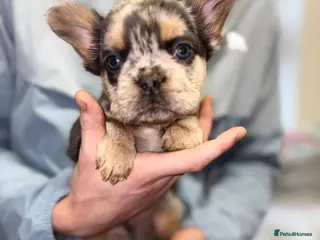 French Bulldog dogs Reduced 💯Quality 🇫🇷Fluffy french bulldog 🐶💙 - Advert 6