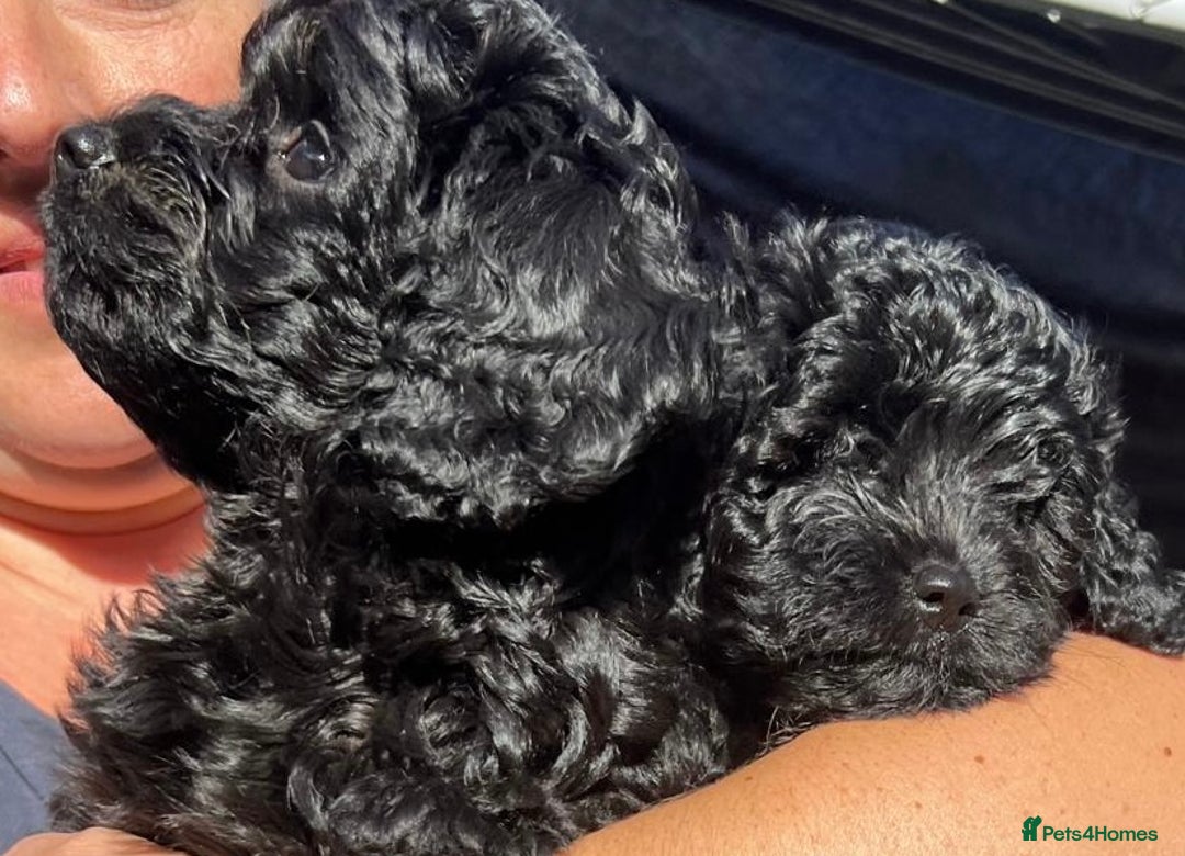 Cavapoo dogs for sale: Stunning premium F1 Cavapoos 🥰 DNR tested parents - Image 10