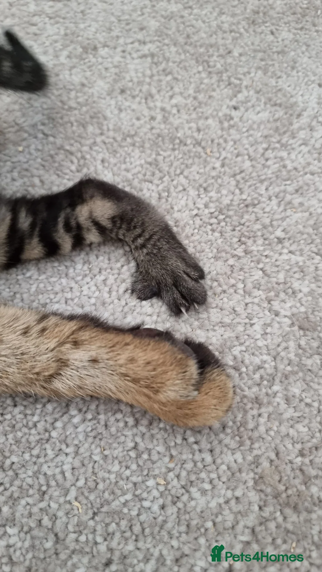 Savannah cats for sale: Huge F2 Savannah Male Kitten! - Advert 9
