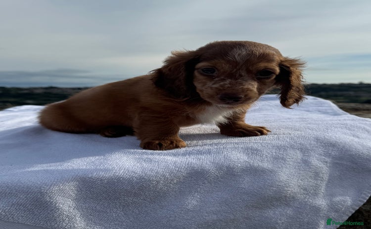 Miniature Dachshund dogs - Advert 6