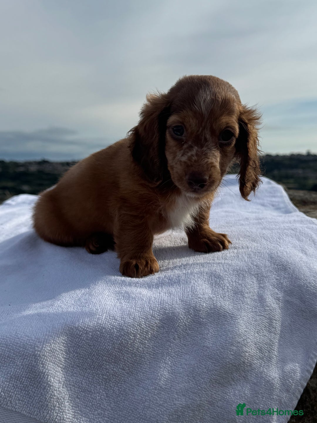Miniature Dachshund dogs for sale: Last 2 long hair dachshund boys ready  - Image 1