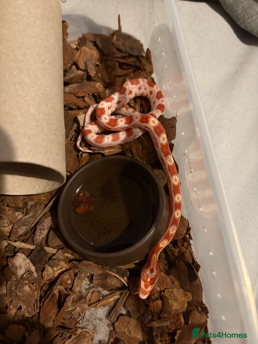 Corn Snake reptiles for sale: 18 beautiful amel Cornsnakes  - Image 15