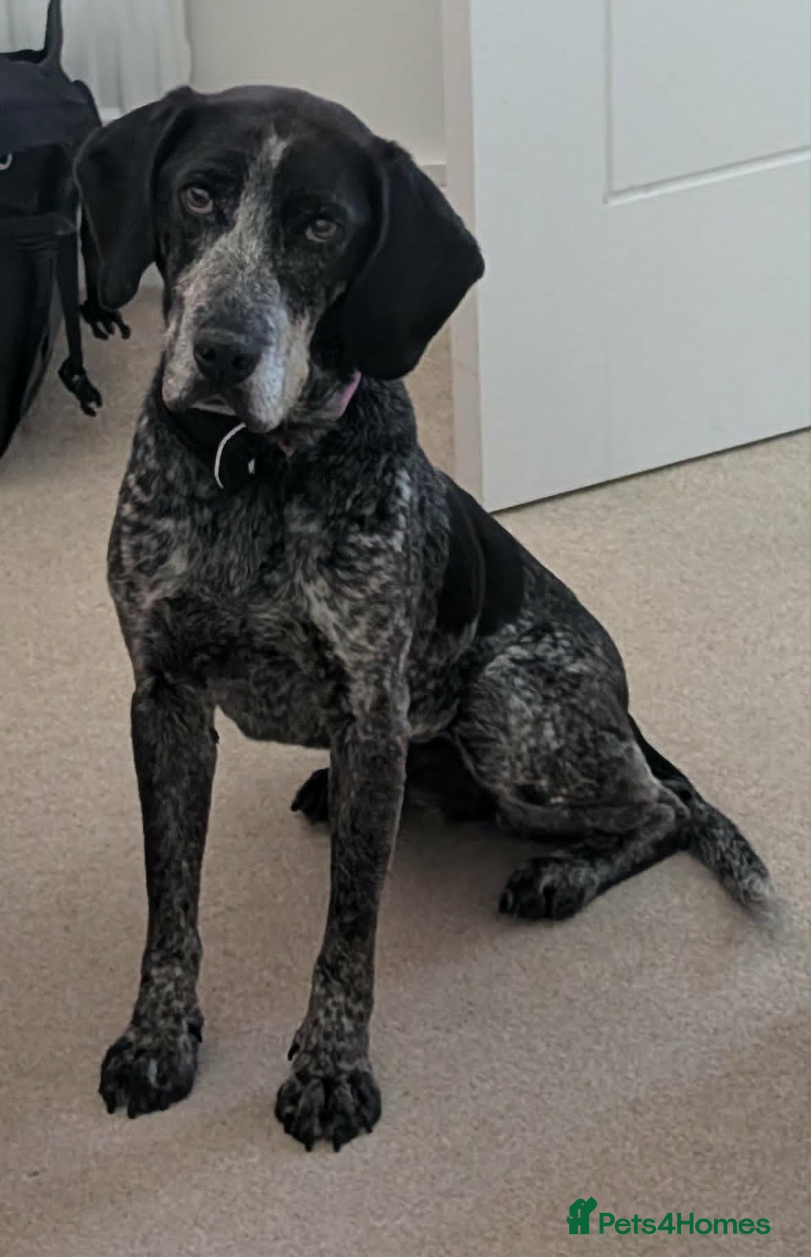 Pointer dogs for adoption: Sweet Marlie is looking for her golden basket in Crieff - Advert 4