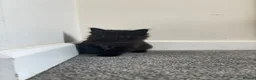 British Shorthair cats for sale: 4 Fluffy kittens  in Newport - Advert 23