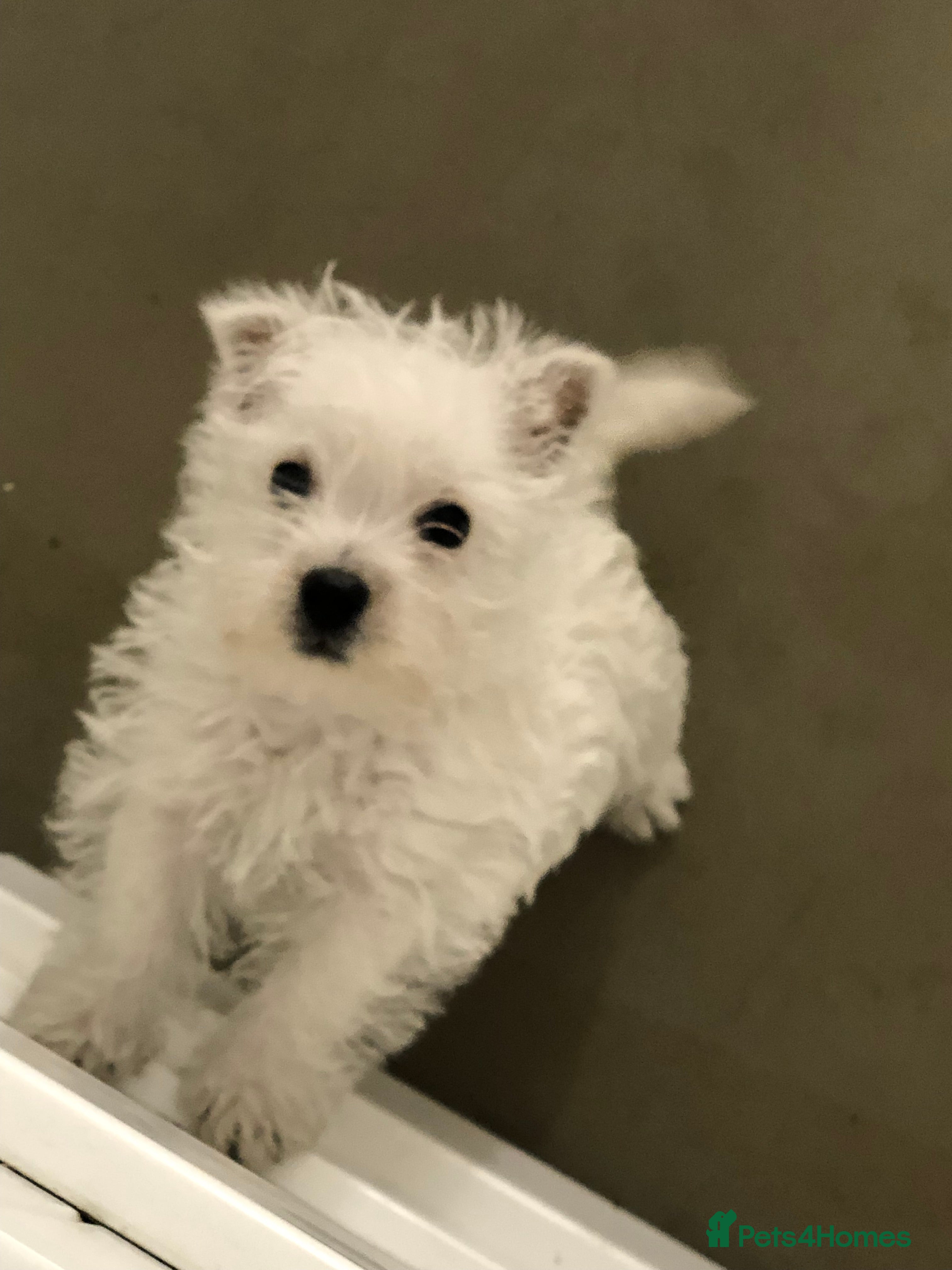 West Highland Terrier dogs Beautiful westie girl now available - Advert 17