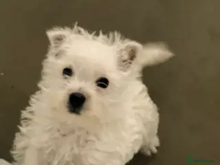 West Highland Terrier dogs Beautiful westie girl now available - Advert 17