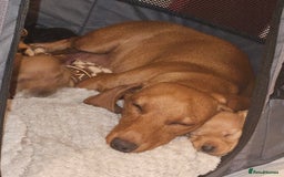 Miniature Dachshund dogs for sale: Miniture daschund puppies  - Image 6
