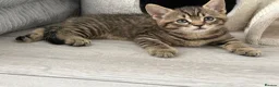 British Shorthair cats for sale: British shorthair Kittens - Advert 9