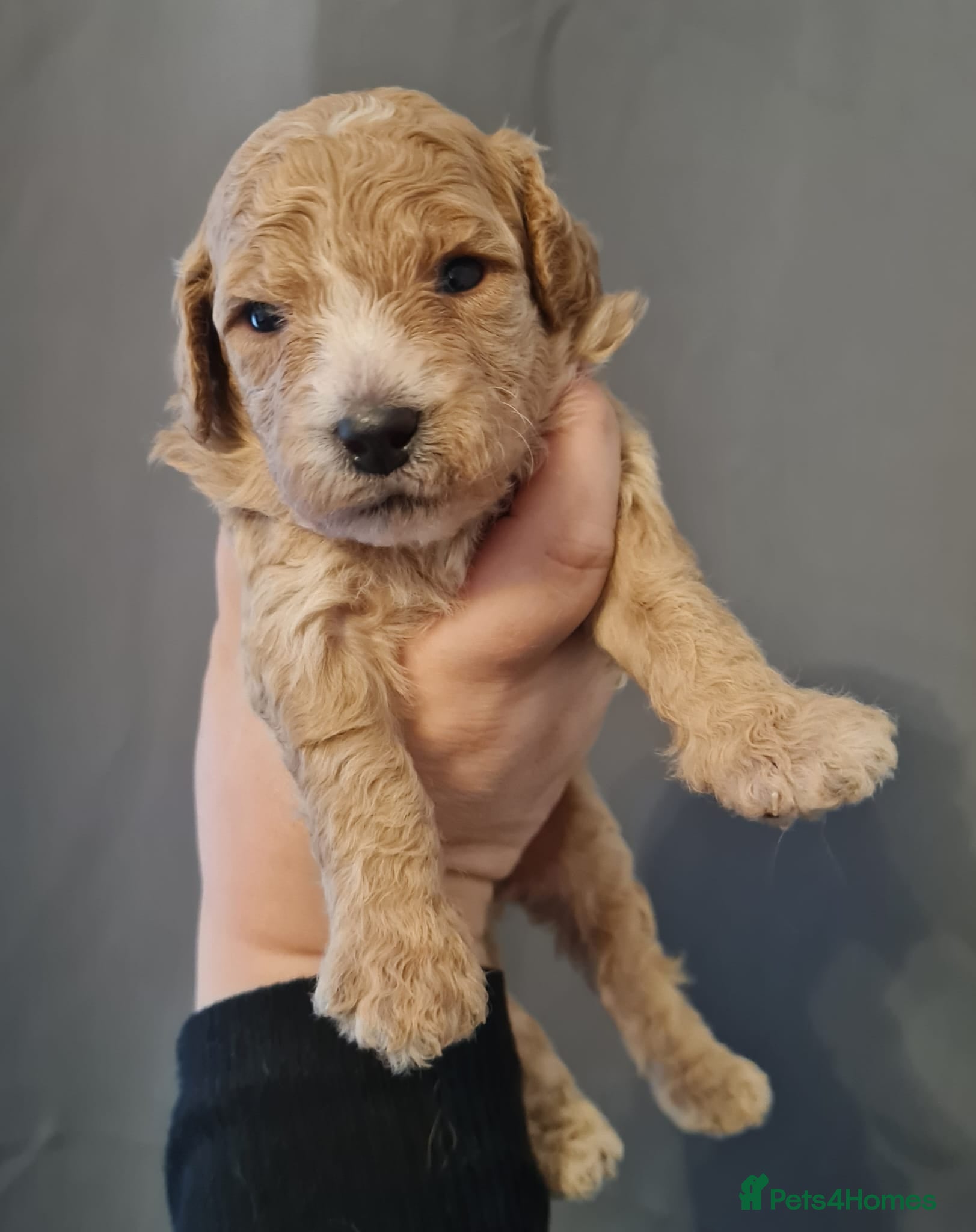 Cavapoo dogs Beautiful Cavapoo Puppies  - Advert 17