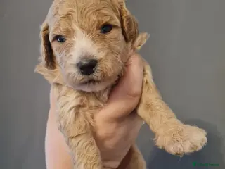 Cavapoo dogs Beautiful Cavapoo Puppies - Advert 17