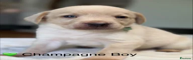 Labrador Retriever 3