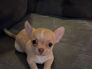 Chihuahua dogs 💛 Beautiful Chihuahua Pups – Ready NOW 💛 - Advert 6