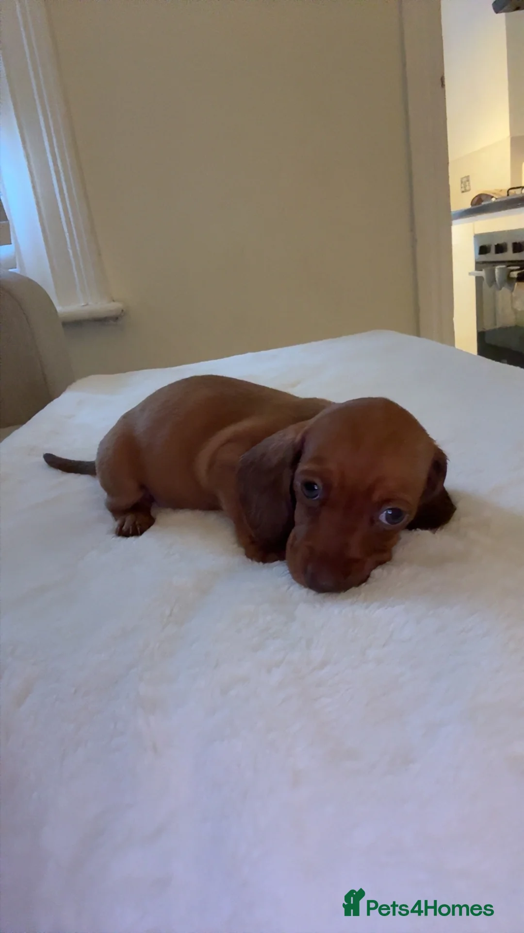 Miniature Dachshund dogs for sale: 1 miniture dachshund little girl left  - Advert 2