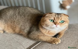 Scottish Fold cats for sale: Scottish fold for adoption. - Image 2