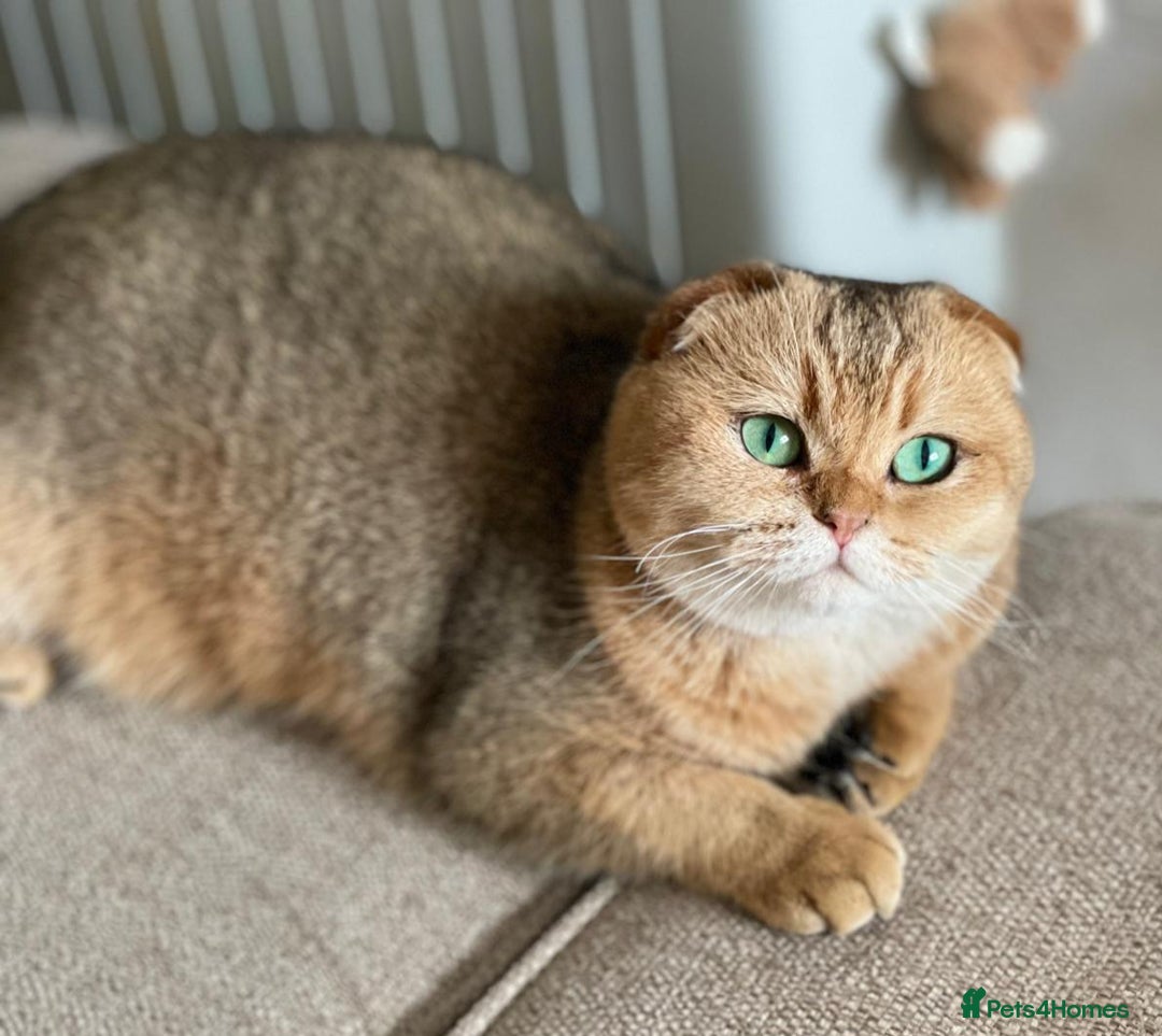 Scottish Fold cats for sale: Scottish fold for adoption. - Image 2