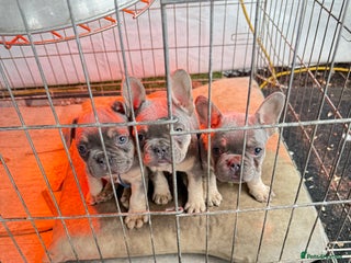 French Bulldog dogs French bulldog ready now - Advert 1