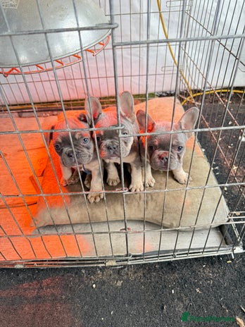 French Bulldog dogs French bulldog ready now - Advert 3
