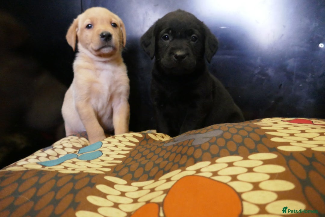 Labrador Retriever dogs for sale: ADORABLE LABRADOR PUPPIES KC REGISTERED - Advert 15