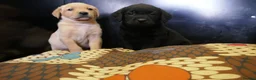 Labrador Retriever dogs for sale: ADORABLE LABRADOR PUPPIES KC REGISTERED - Advert 15