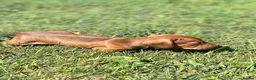 Dachshund dogs for sale: Mini daxi in Bridgend - Advert 19