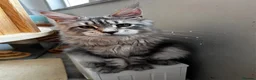 Maine Coon cats for sale: Beautiful Maine coon kittens  - Advert 2
