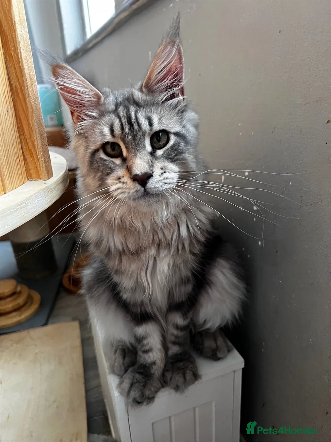 Maine Coon cats for sale: Beautiful Maine coon kittens  - Advert 2
