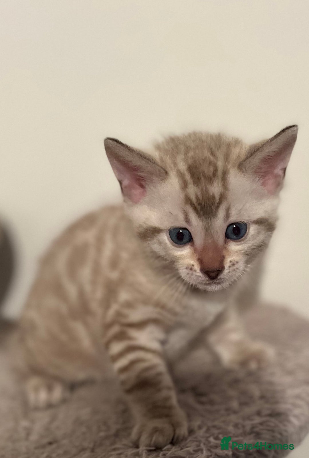 Bengal cats for sale: BIG BOY SNOW LYNX  - Advert 4