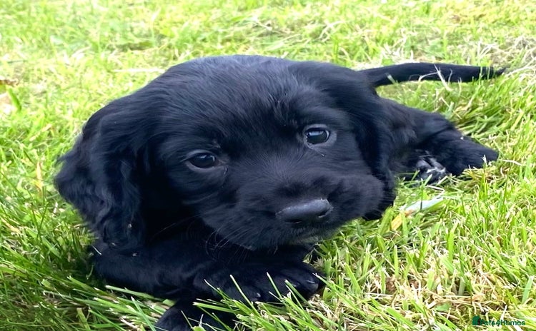 Cocker Spaniel dogs - Advert 1