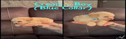 Maltipoo dogs for sale: Stunning miniature Maltipoo Puppies - Advert 12