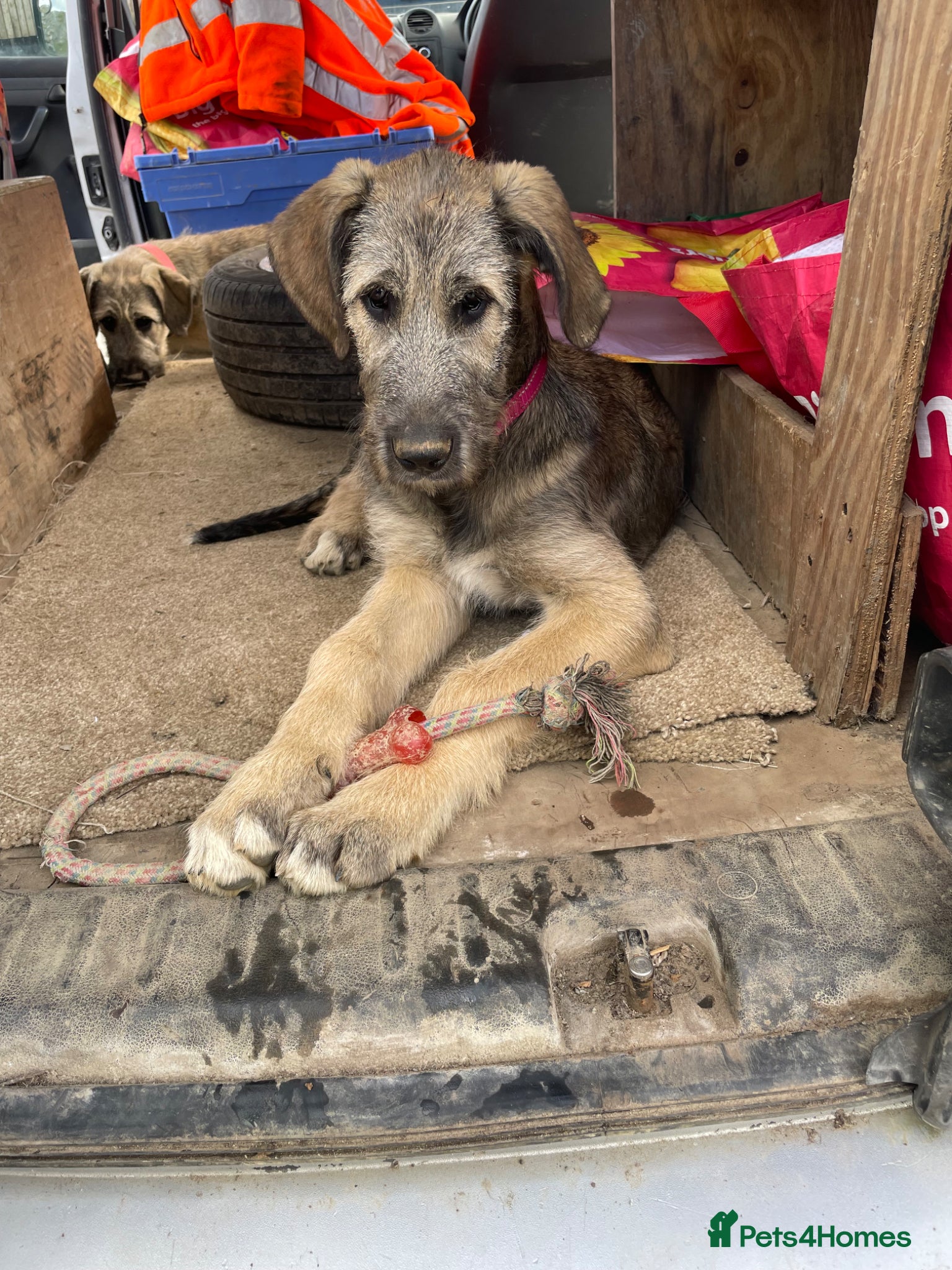 Irish Wolfhound dogs 2 girls ready to go 😍 - Advert 2