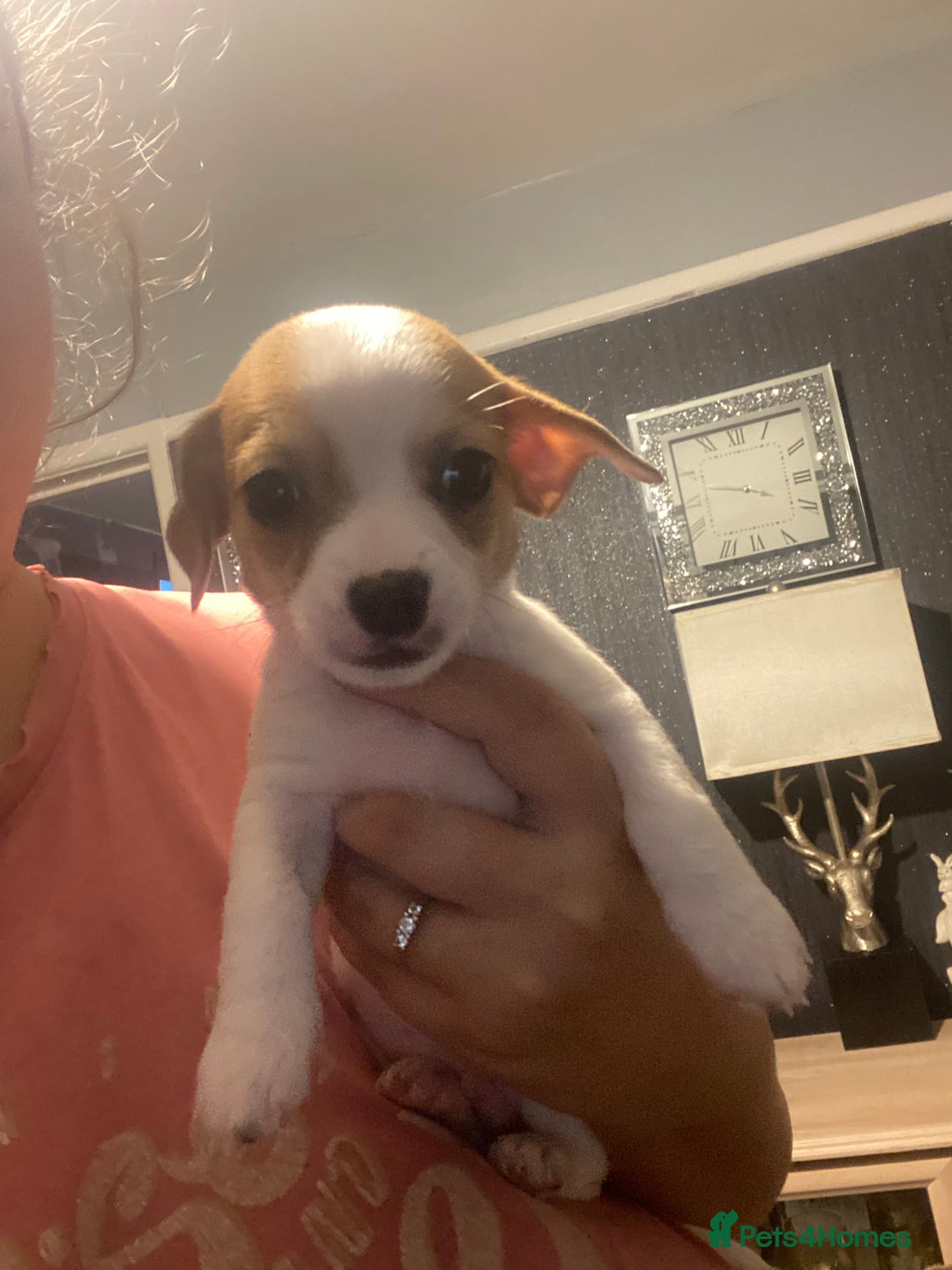 Mixed Breed dogs for sale: Jack Russell x chiweenie READY 16TH NOVEMBER £550 - Advert 7