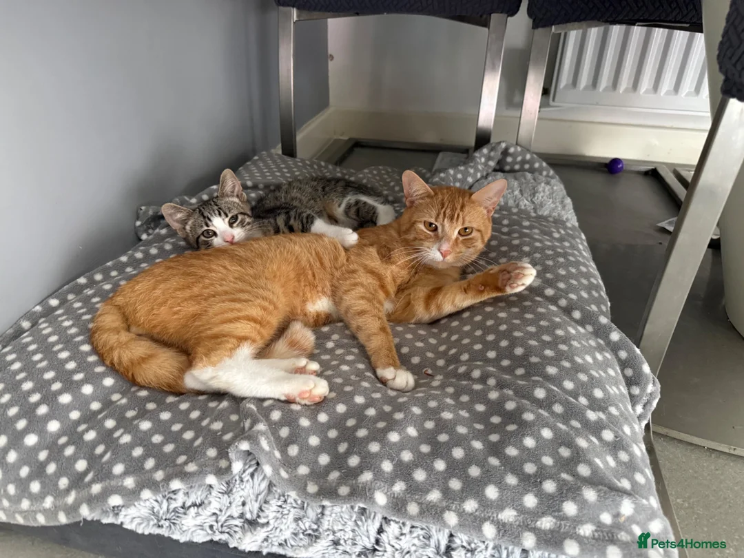British Shorthair cats for sale: KITTENS FOR SALE (please read advert) - Advert 4