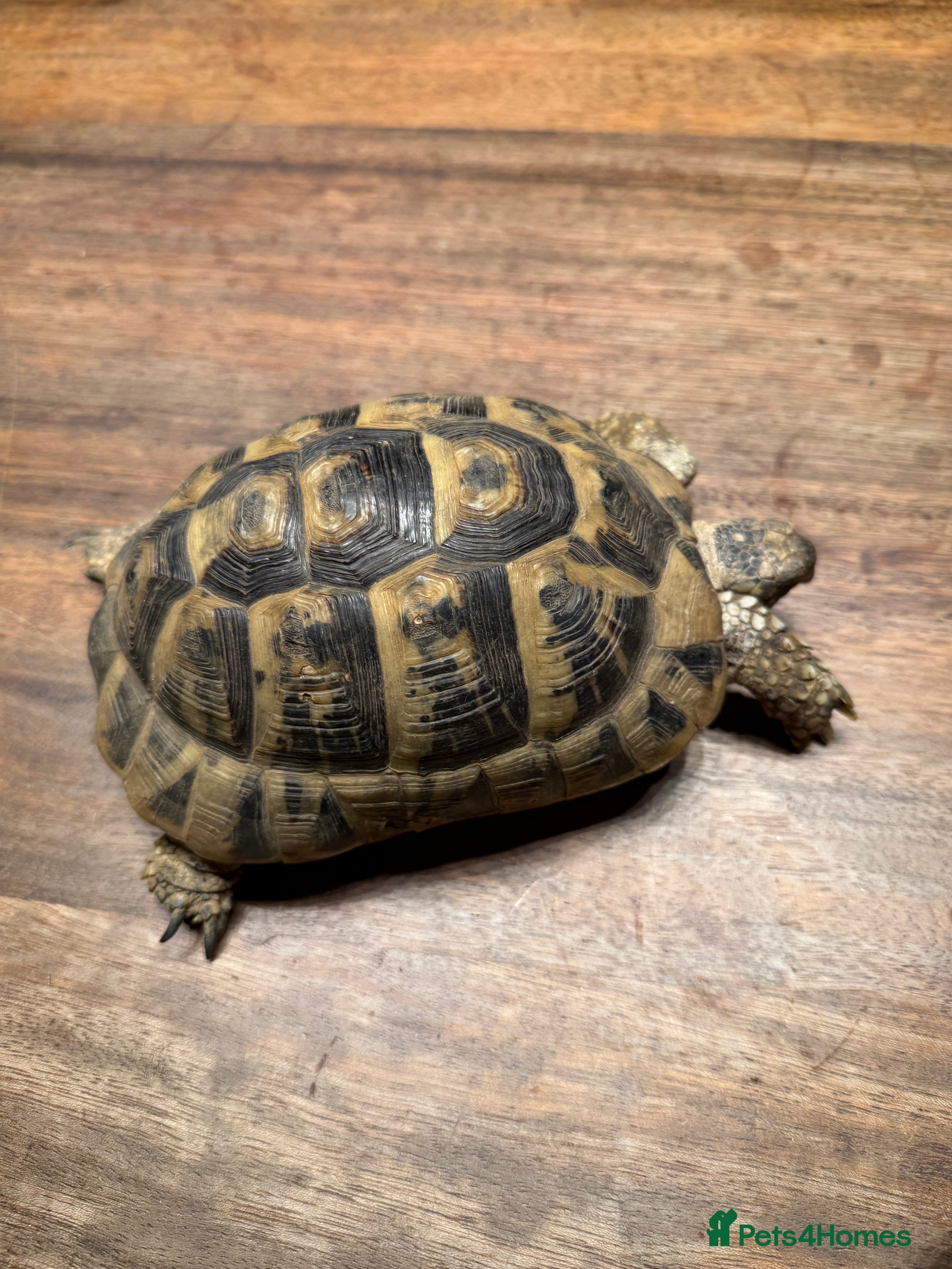 Tortoise reptiles Lovely Female Spur Thighed Tortoise For sale - Advert 3