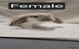 French Lop rabbits for sale: Beautiful French Lop Bunnies - Image 19