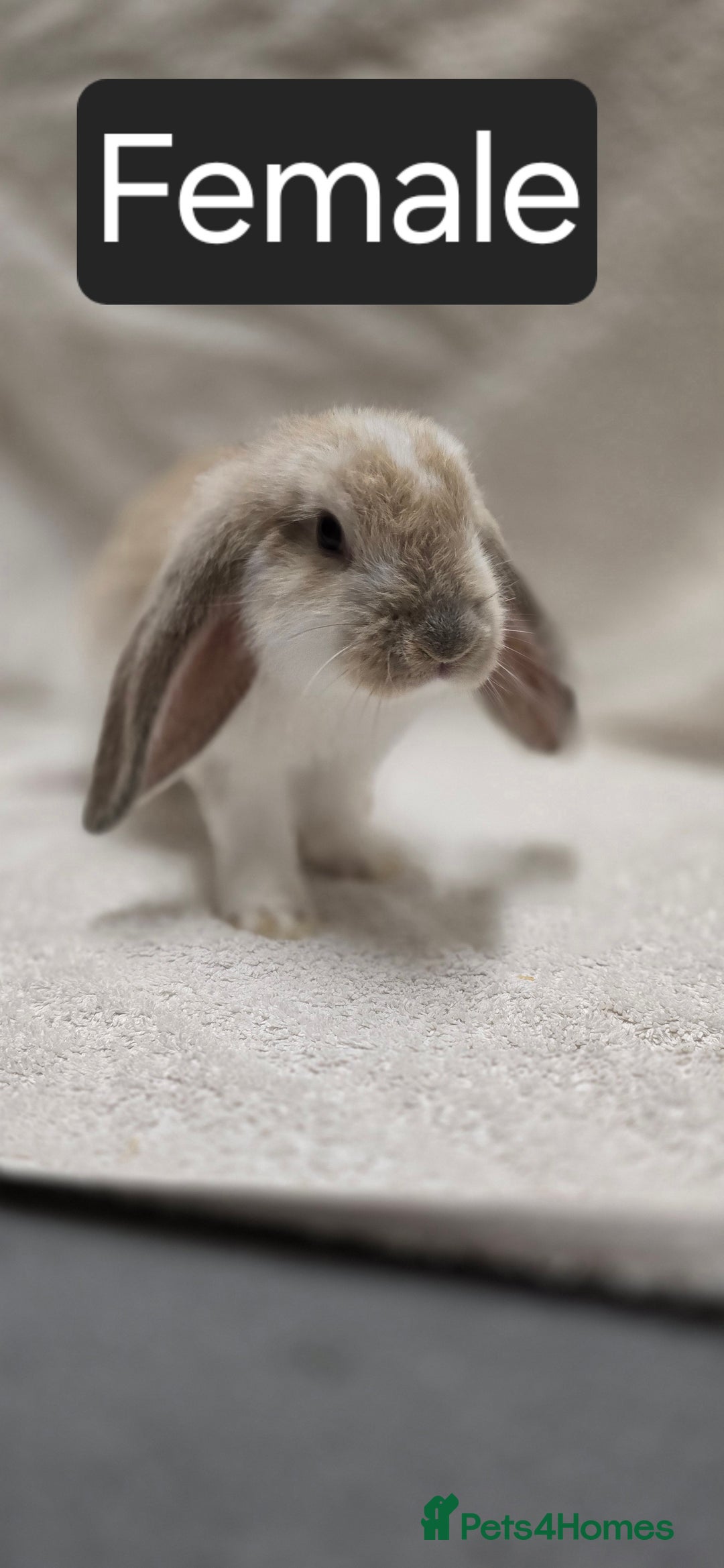 French Lop rabbits for sale: Beautiful French Lop Bunnies - Image 19