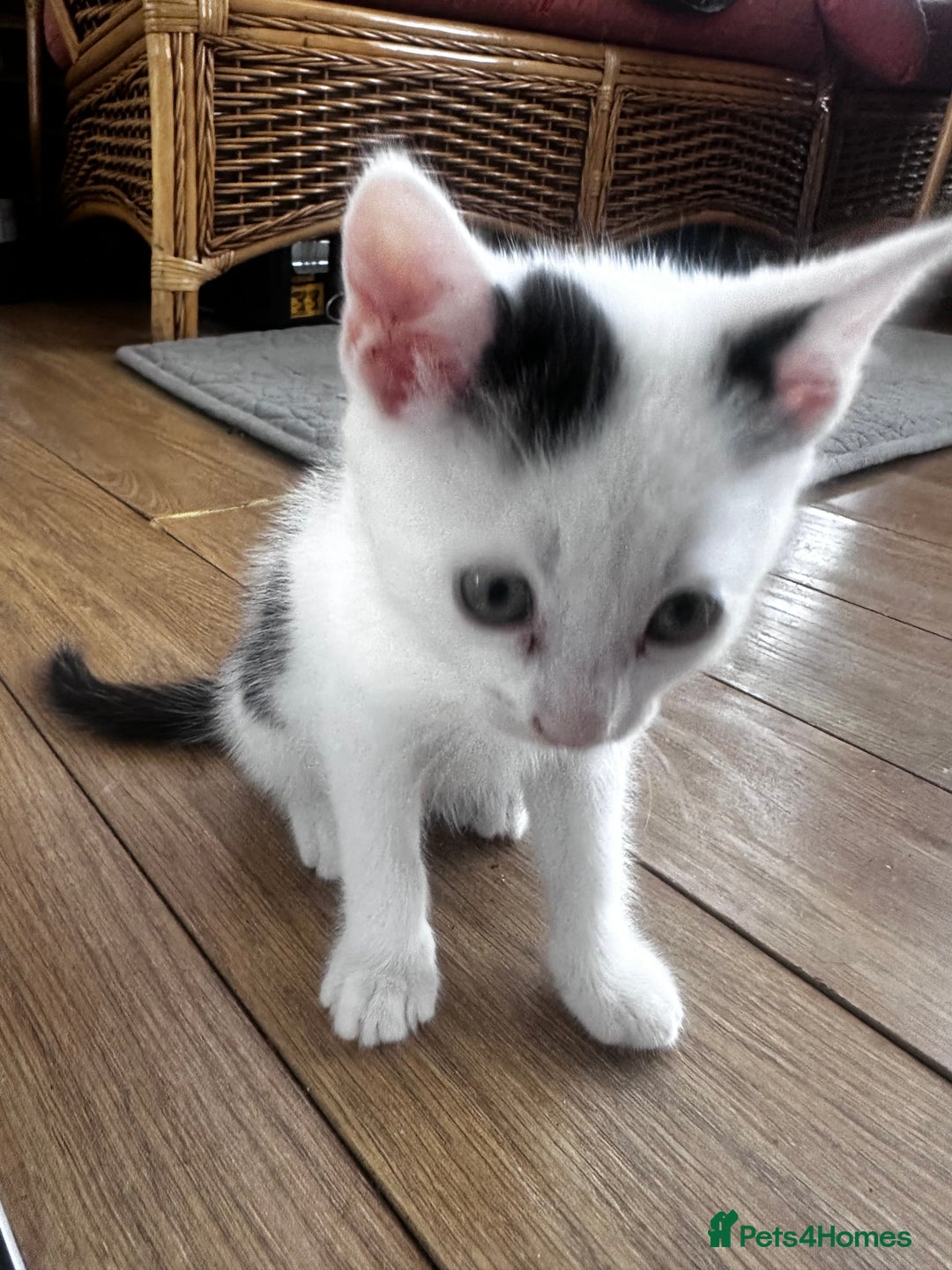Turkish Angora cats for sale: 2 Turkish anagora X Bombay kittens - Image 6